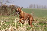 RODESIAN RIDGEBACK 068